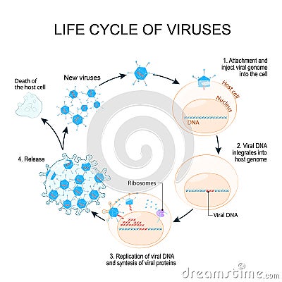 Virus Replication Cycle Vector Illustration