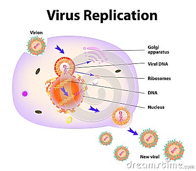 Virus Replication. Vector illustration Vector Illustration