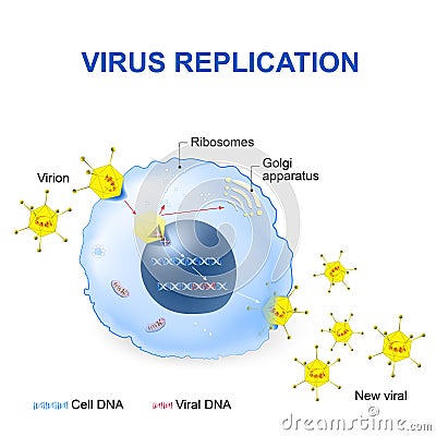 Virus Replication. Vector illustration Vector Illustration