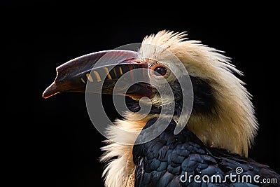 Visayan hornbill, Penelopides panini, in the dark forest. Hornbill, close-up detail from tropic jungle, Balinsasayao Twin Lakes Stock Photo