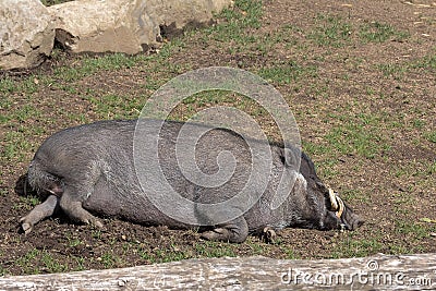 Visayan Warty Pig Boar Sleeping Stock Photo