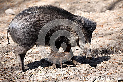 Visayan warty pig, Sus cebifrons negrinus, sow with cub Stock Photo