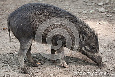 Visayan warty pig (Sus cebifrons). Stock Photo