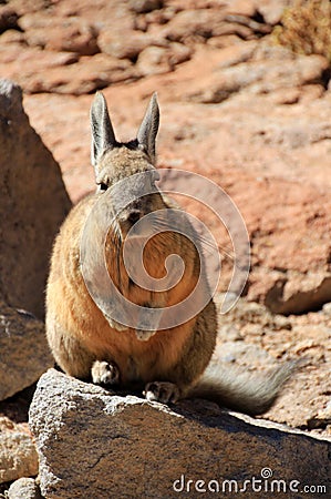 Viscacha rabbit Bolivia Stock Photo