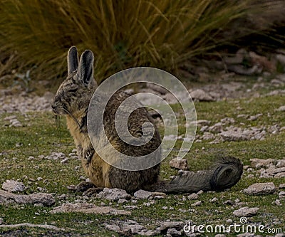 The viscacha resembles a rabbit with a squirrel tail, but is native only to South America. Stock Photo