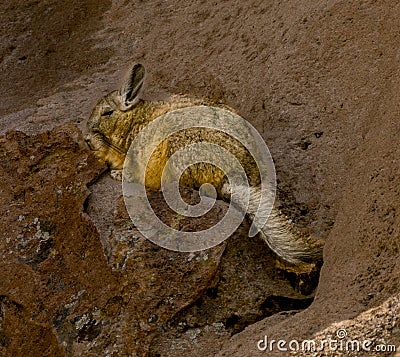 The viscacha resembles a rabbit with a squirrel tail, but is native only to South America. Stock Photo