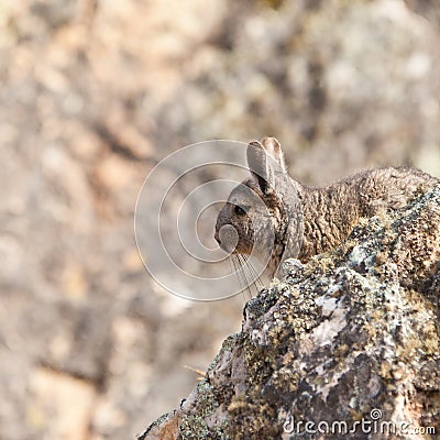 A Viscacha in itÂ´s habitat Stock Photo