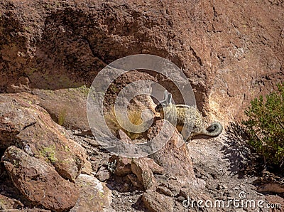 Viscacha or vizcacha Lagidium viscacia in Rock Valley of Bolivean altiplano - Potosi Department, Bolivia Stock Photo