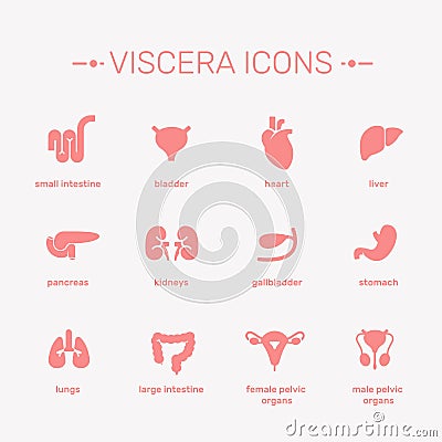 Viscera vector illustration. Vector Illustration