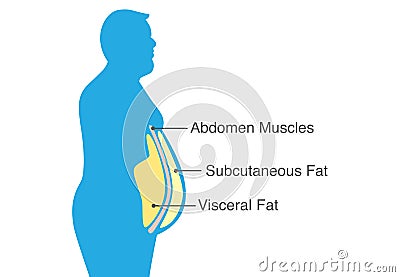 Visceral fat and subcutaneous fat that accumulate around your waistline. Vector Illustration