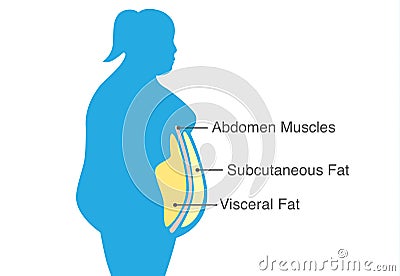 Visceral fat and subcutaneous fat that accumulate around waistline of woman. Vector Illustration