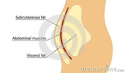 Visceral and subcutaneous fat around waistline. Location of visceral fat in abdominal cavity. Types of human obesity Vector Illustration