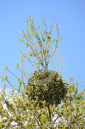 Viscum album Stock Photo