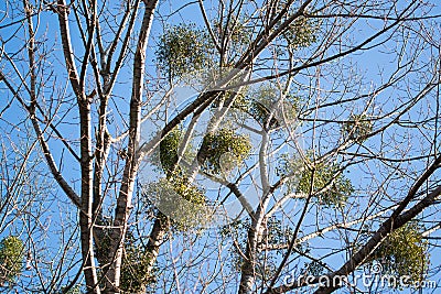 Viscum album, common mistletoe on poplar branches Stock Photo