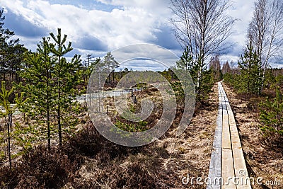 visible around small swamp trees - pines, birches Stock Photo