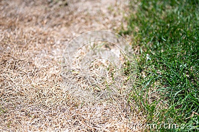 Visible distinction between healthy lawn and chemical burned grass. Stock Photo