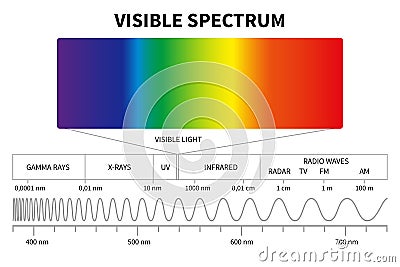 Visible light diagram. Color electromagnetic spectrum, light wave frequency. Educational school physics vector Vector Illustration