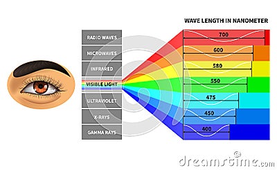 Visible light spectrum. Color waves length perceived by human eye. Rainbow electromagnetic waves. Educational school Vector Illustration