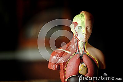 Visible Model of Human Body Editorial Stock Photo