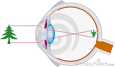 Vision, eyeball, optics, lens system Vector Illustration