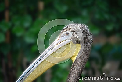 a visit to the Prague Zoo Stock Photo