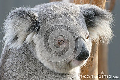 Rescued koala in Port Macquire Stock Photo