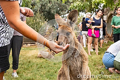 A visitor feeds a kangaroo from his hand in Gan Guru kangaroo park in Kibutz Nir David in the north of Israel Editorial Stock Photo