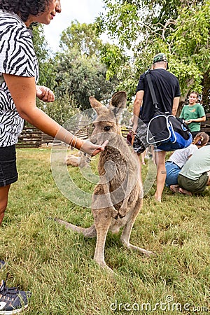 A visitor feeds a kangaroo from his hand in Gan Guru kangaroo park in Kibutz Nir David in the north of Israel Editorial Stock Photo