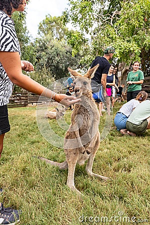 A visitor feeds a kangaroo from his hand in Gan Guru kangaroo park in Kibutz Nir David in the north of Israel Editorial Stock Photo