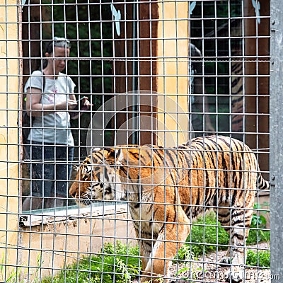 Visitor in front the tiger cage Editorial Stock Photo