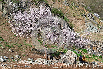 Visitors and Amazing Blooming white Flowers with blue sky in Spring Editorial Stock Photo