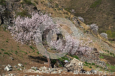 Visitors and Amazing Blooming white and pink Flowers with blue sky in Spring Editorial Stock Photo