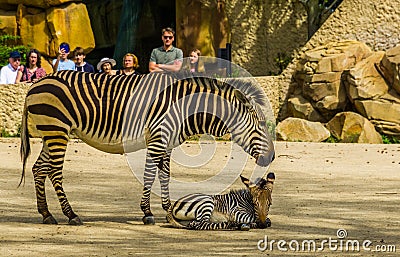 Visitors of the antwerp animal zoo watching a hartmann`s mountain zebra with foal, Antwerpen, Belgium, april 23, 2019 Editorial Stock Photo