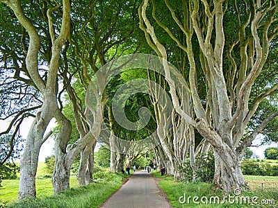 Visitors at the Dark Hedges tourist attraction in County Antrim, Northern Ireland - an avenue of beech trees along Bregagh Road Editorial Stock Photo