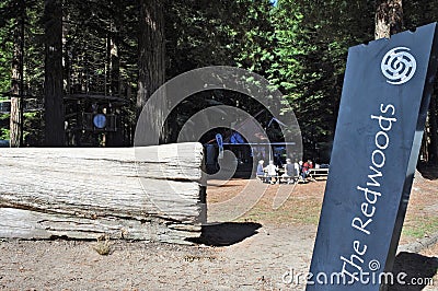 Visitors at redwoods forest forests New Zealand Editorial Stock Photo