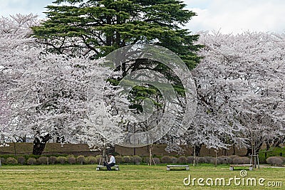 Visitors in Kajo castle park (Yamagata castle site park). Editorial Stock Photo