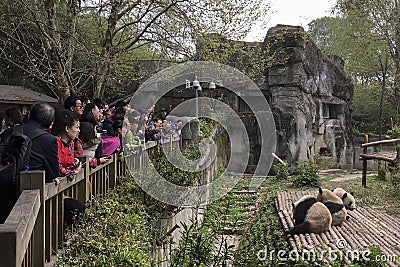 Visitors looking at giant pandas Editorial Stock Photo