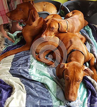 Visla hungarian three dogs friends family pets vet Stock Photo