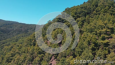 Vista aérea das árvores na montanha - abeto vermelho, pinho e outras árvores coníferas sempre-verdes filme Vista aérea das árvores na montanha - abeto vermelho, pinho e outras árvores coníferas sempre-verdes filme