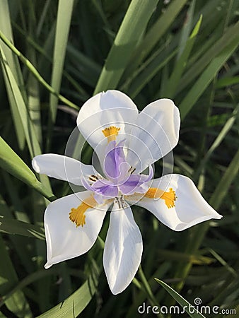 vistosas flores de un lirio. Dietes grandiflora Stock Photo