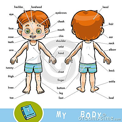 Visual dictionary for children about the human body, the boy Vector Illustration