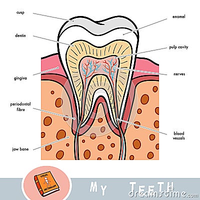 Visual dictionary for children about teeth. Educational poster about parts of tooth Vector Illustration