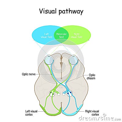 Visual pathway. Human`s brain with eyes, optic nerves, and visual cortex Vector Illustration