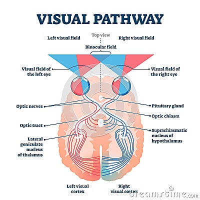 Visual pathway medical vector illustration diagram Vector Illustration