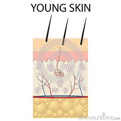 Visual representation of young skin. Vector Illustration