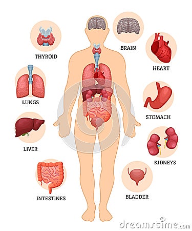 Visual scheme of the structure of man and human organs. Vector Illustration