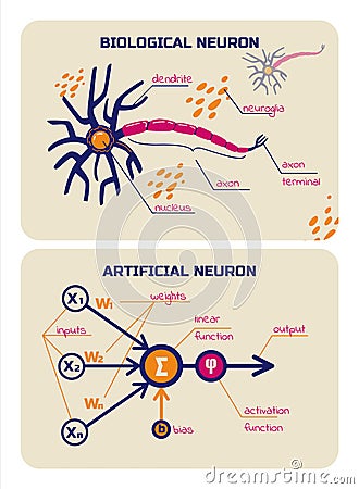 Visual schemes of biological and artificial neurons. Neural network elements. Vector illustration. Vector Illustration