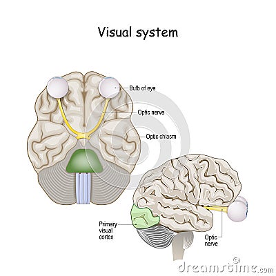 Visual system. Brain with optic nerve and Eyeball Vector Illustration