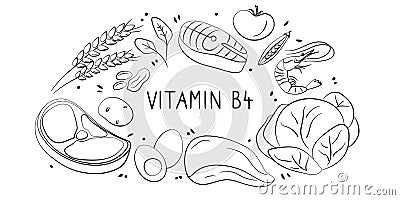 Vitamin B4 Choline. Groups of healthy products containing vitamins. Set of fruits, vegetables, meats, fish and dairy Vector Illustration