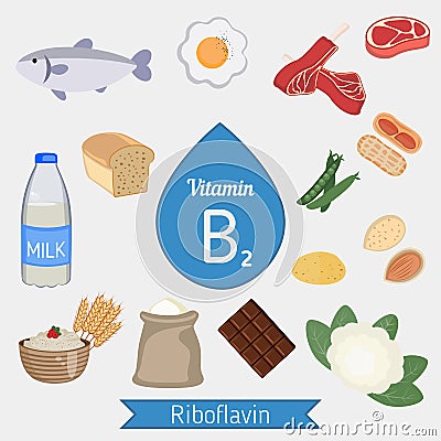 Vitamin B2 or Riboflavin infographic Vector Illustration